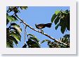 SelvaVerde - 033 * Gray-headed Chachalaca * Gray-headed Chachalaca